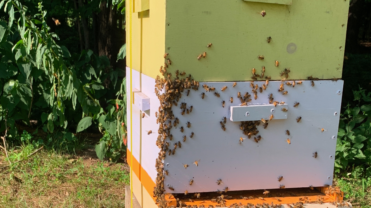Honey for the Apocalypse