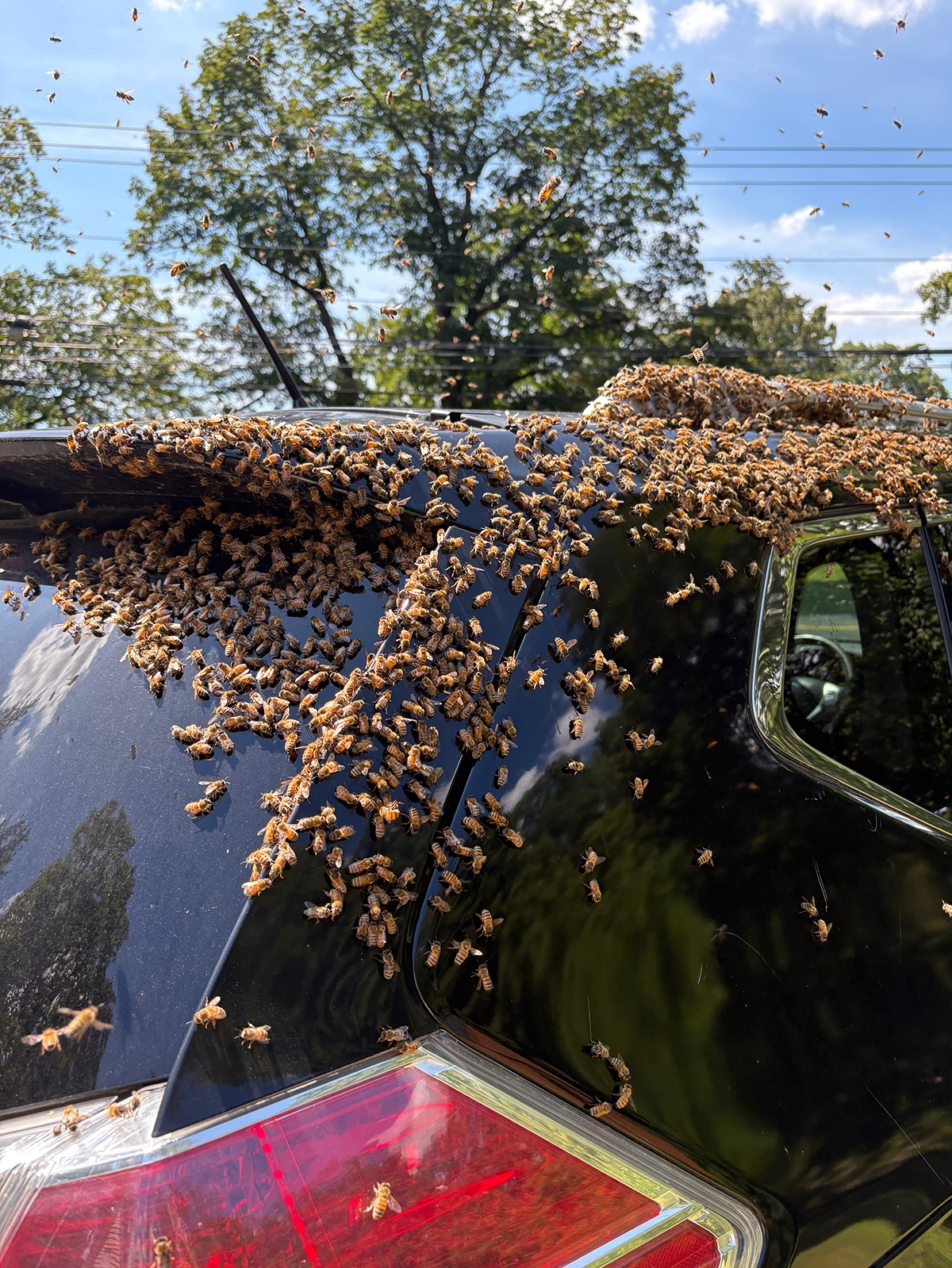 Still A Hive