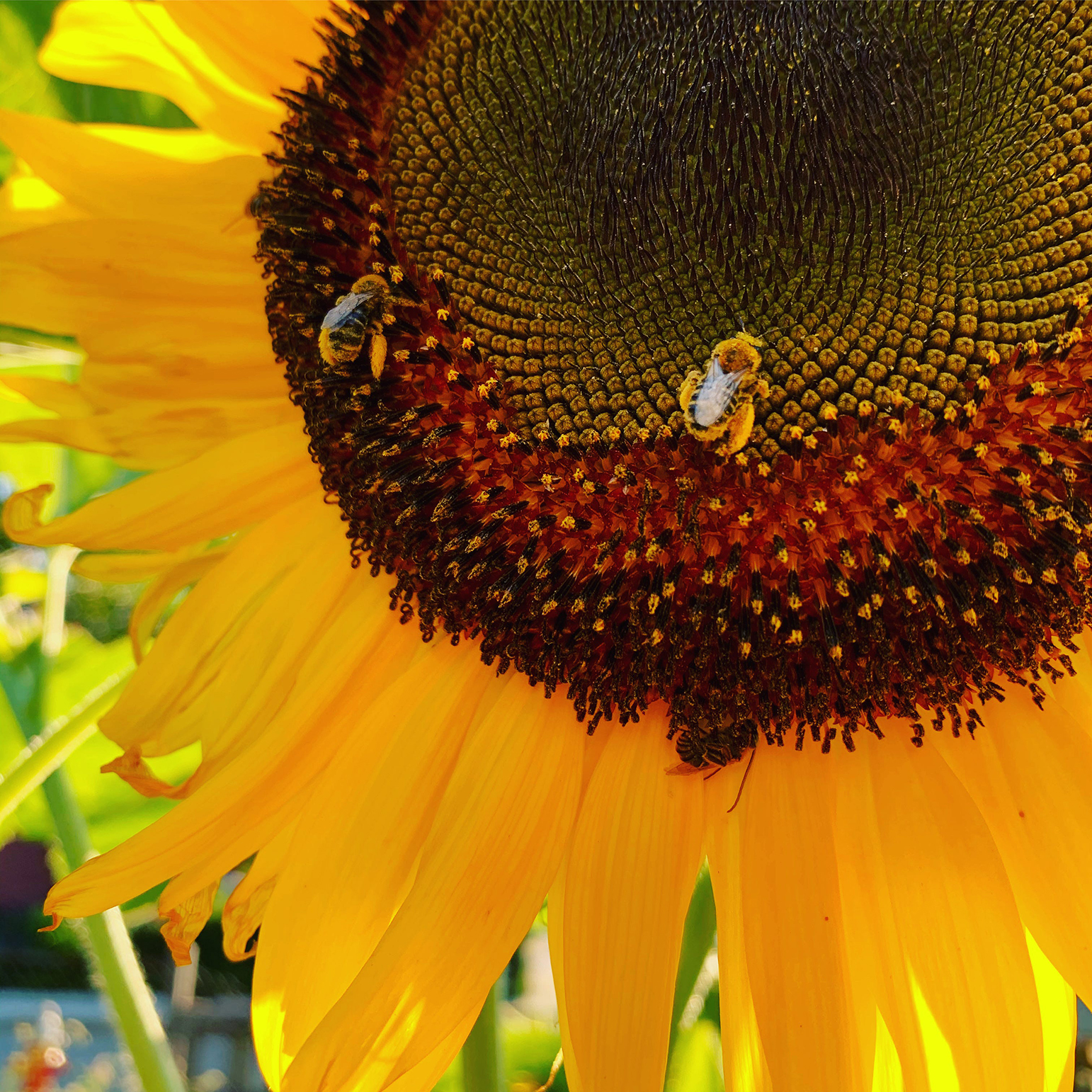 The Beekeeper’s Gaze