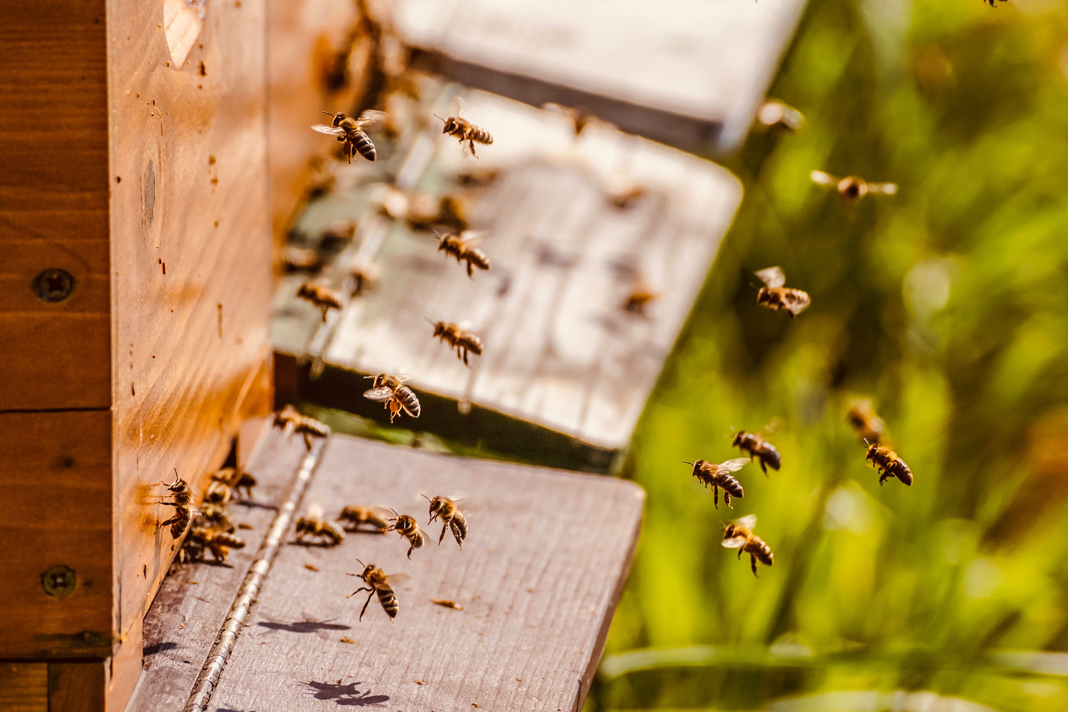 Honey for the Apocalypse